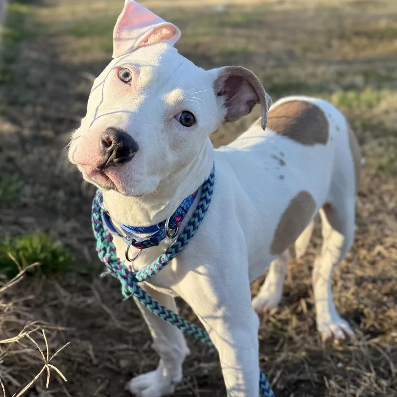 Penelope thumbnail 4