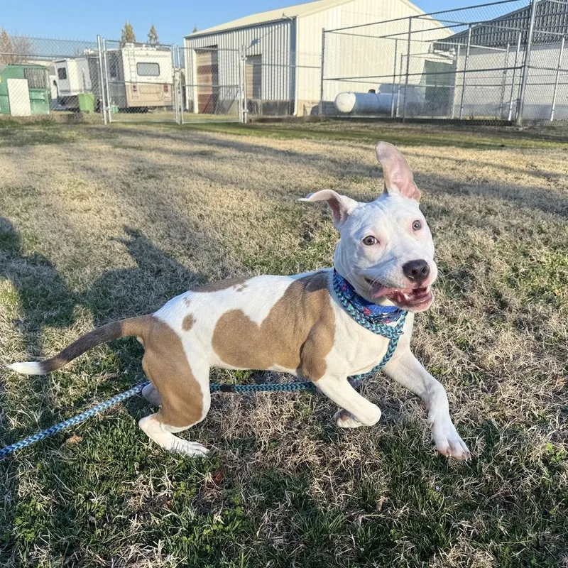 Penelope thumbnail 5