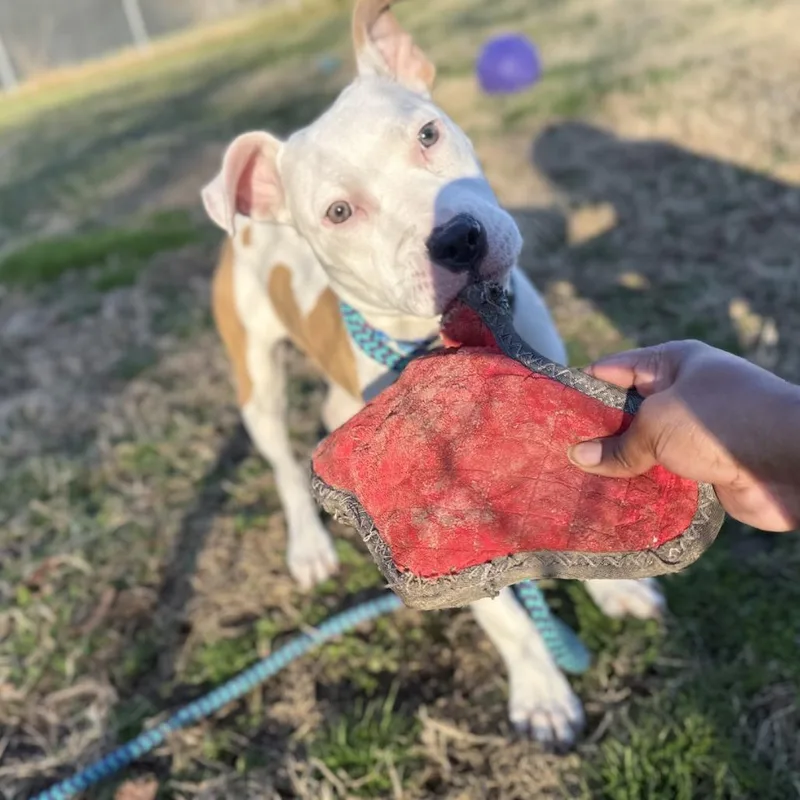 Penelope thumbnail 6