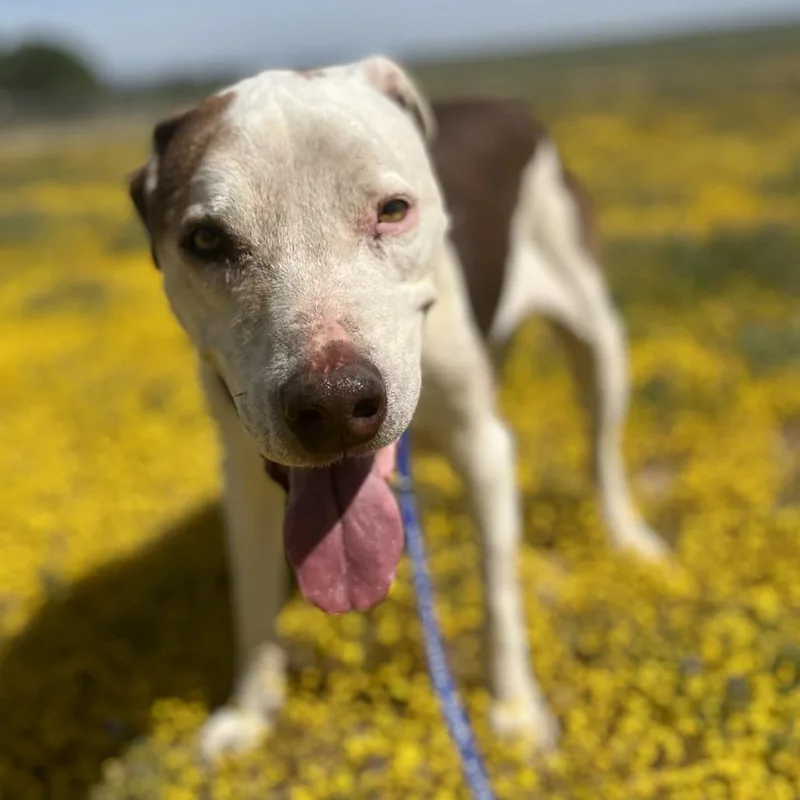 A senior large-sized male Yellow / Tan / Blond / Fawn Pit Bull Terrier dog named Little Dude for adoption in Wadena, MN