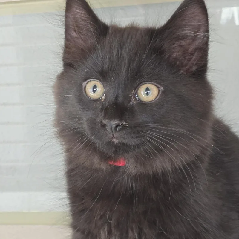 A baby small-sized male Black Domestic Medium Hair cat named Giles for adoption in Durango, CO