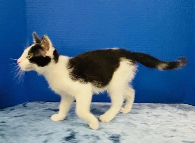 A baby medium-sized male Black Domestic Short Hair cat named Sandals for adoption in Hawk Point, MO