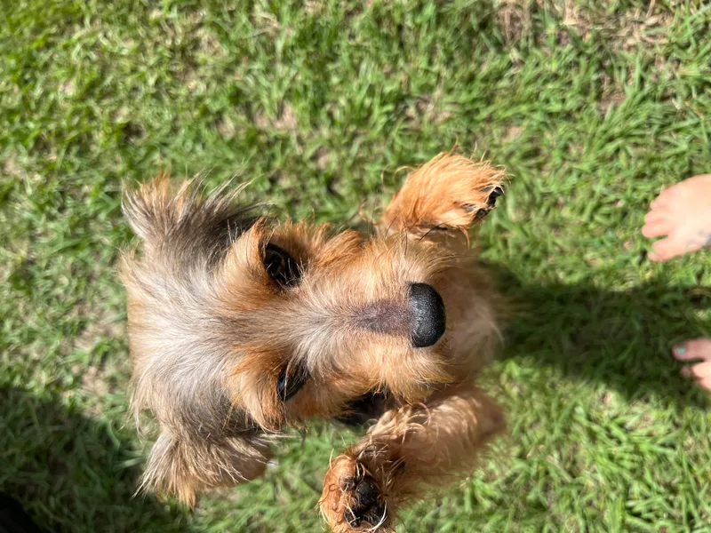 An adult small-sized male Yorkshire Terrier dog named Teddy for adoption in Crosby, TX