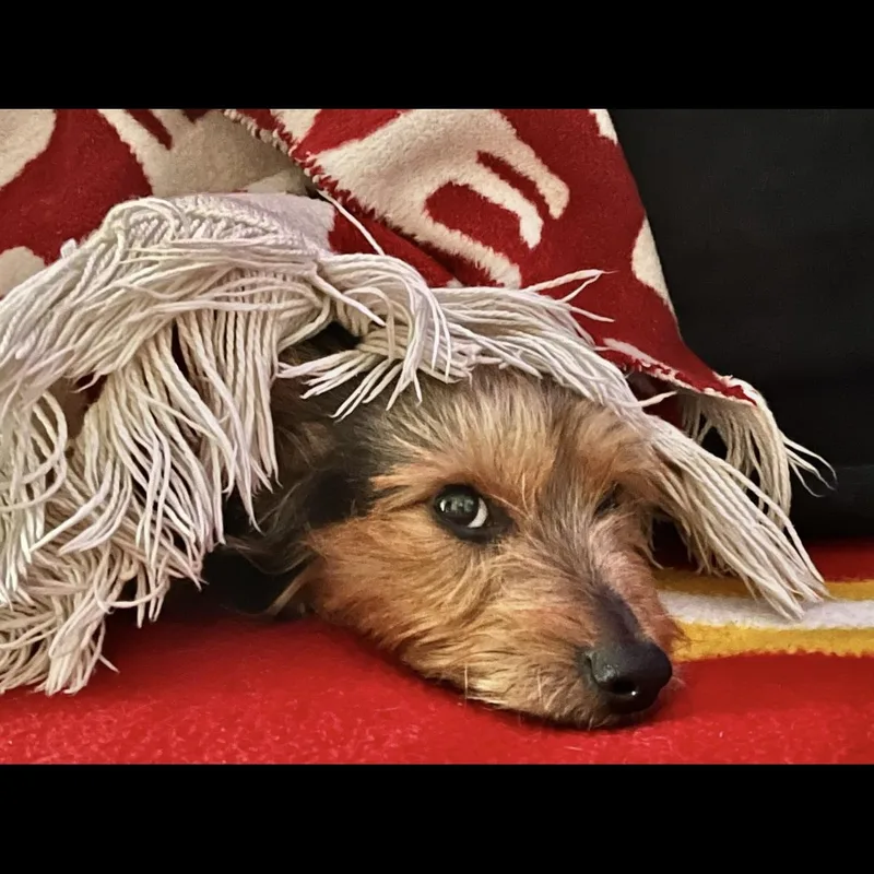 Teddy thumbnail 5