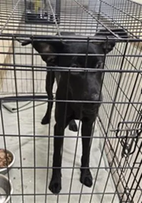 A young small-sized female Labrador Retriever dog named Diamond for adoption in Texas City, TX