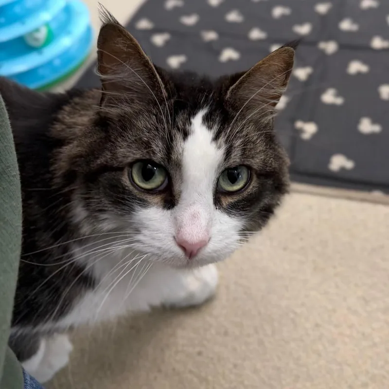 A senior medium-sized male Brown / Chocolate Domestic Long Hair cat named Stryker for adoption in Marshall, VA
