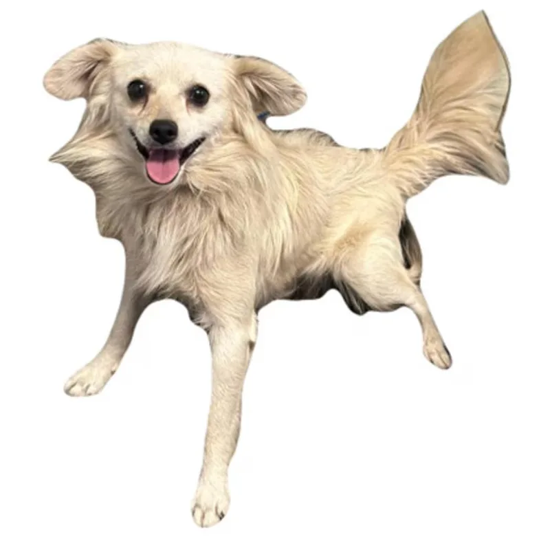An adult small-sized male Papillon dog named Pickles for adoption in Red Bluff, CA