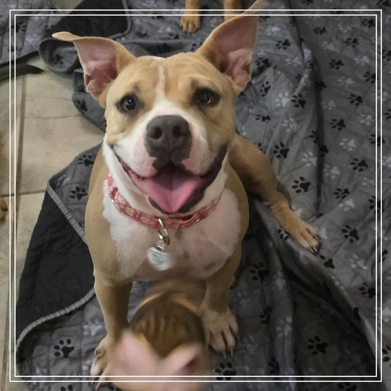 A young medium-sized female Pit Bull Terrier dog named Ransom for adoption in Chandler, AZ