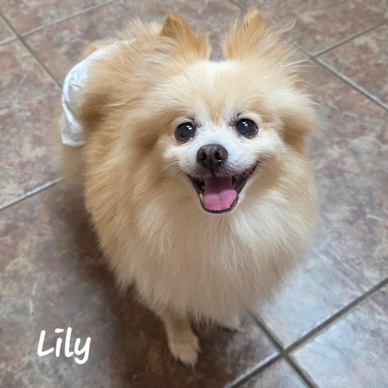 An adult small-sized female Pomeranian dog named Lily Houston for adoption in Garland, TX