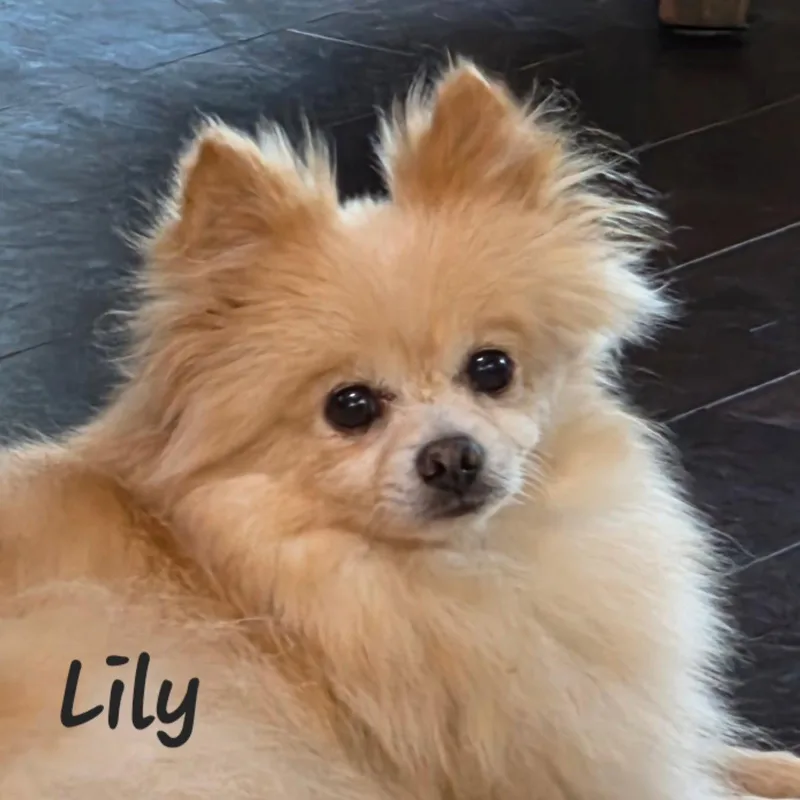 Lily  Houston thumbnail 2
