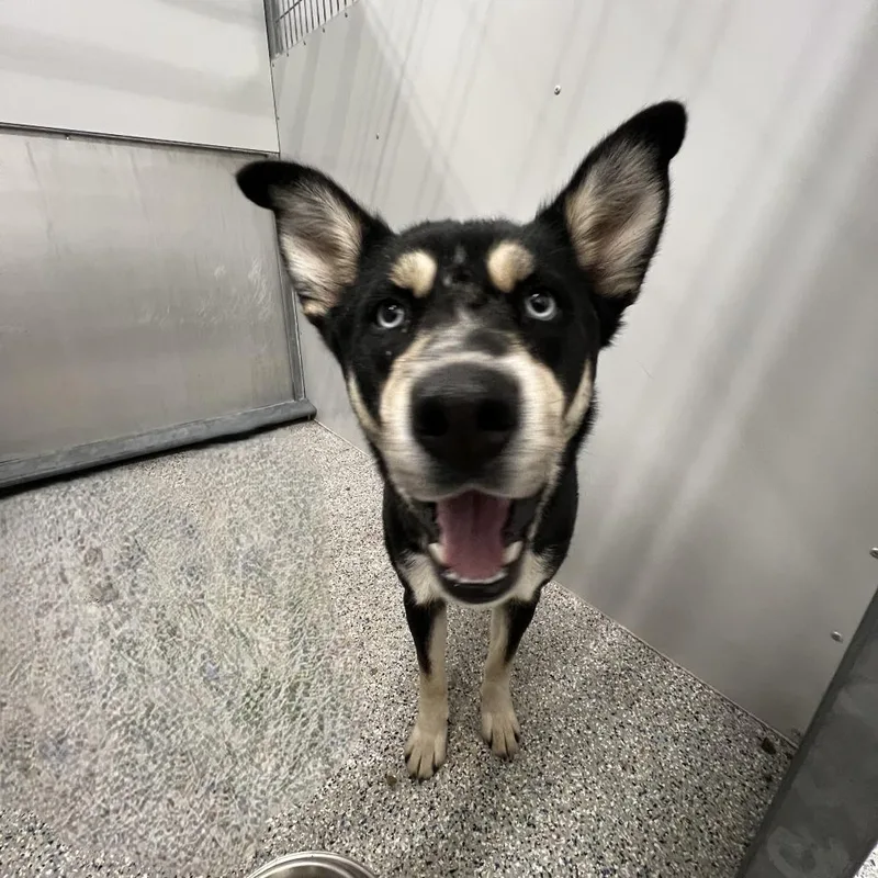 An adult medium-sized female Husky dog named Eza Mae for adoption in Murray, UT