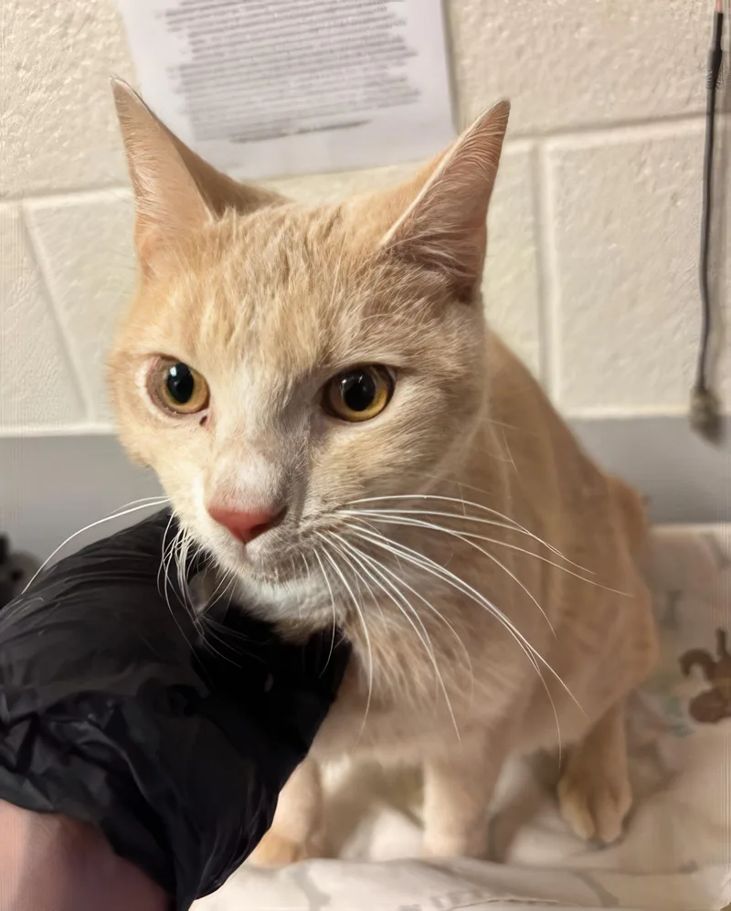 A young medium-sized male Tabby (Orange / Red) Domestic Short Hair cat named Gabe for adoption in Nashville, TN