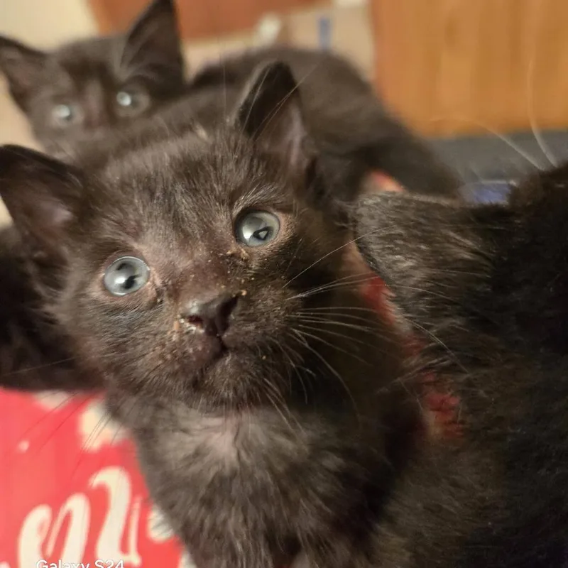 A baby small-sized male Black Domestic Short Hair cat named Ant for adoption in West Olive, MI