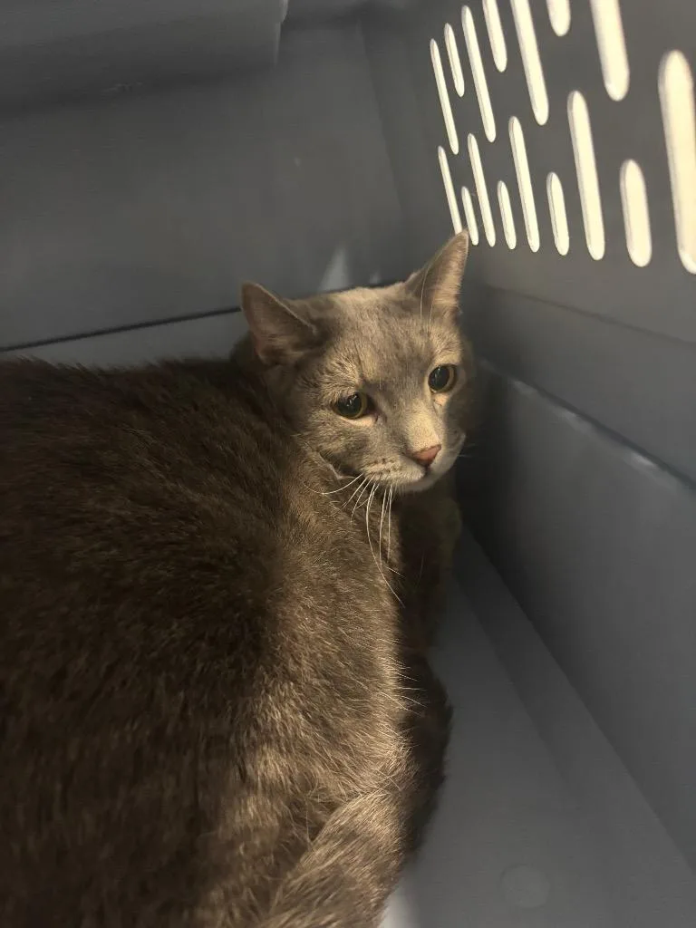 A senior medium-sized male Domestic Short Hair cat named Tootie for adoption in Bloomington, IN