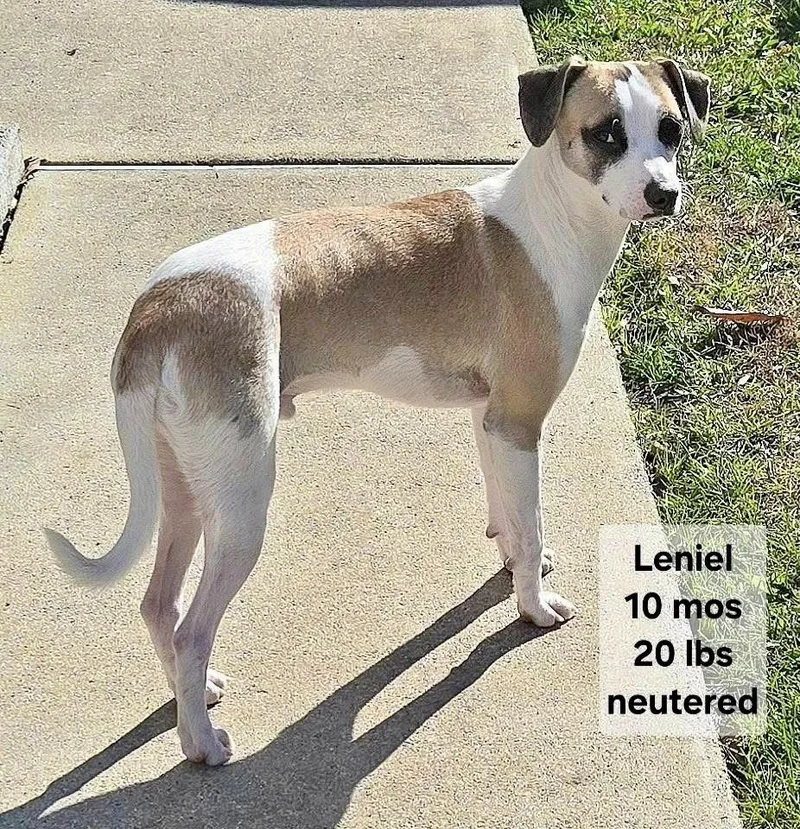 An adult small-sized male Chihuahua dog named Lenielotto for adoption in Virginia Beach, VA