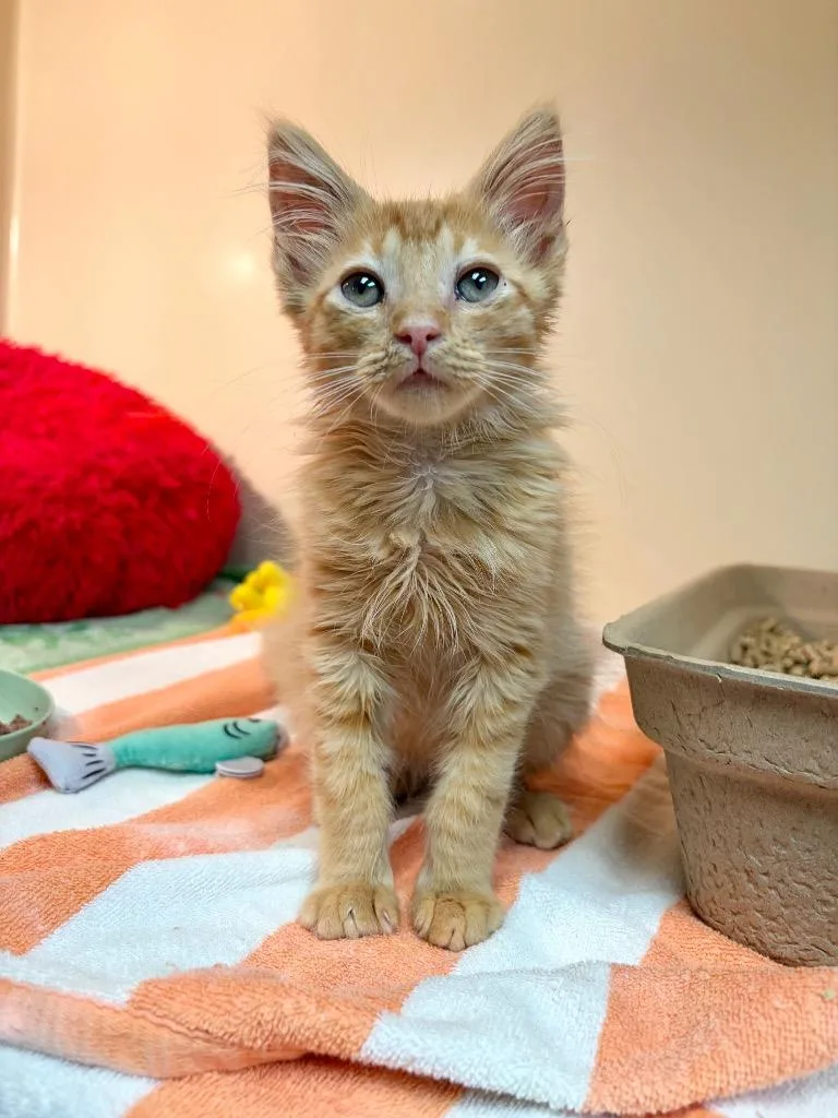 A baby small-sized male Domestic Long Hair cat named Helios for adoption in Clinton, SC
