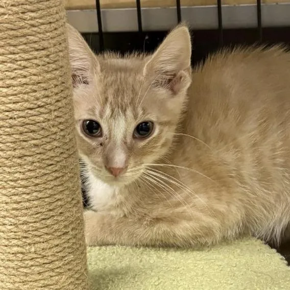 A baby small-sized male Buff / Tan / Fawn Domestic Short Hair cat named Cheddar for adoption in Westhampton, NY