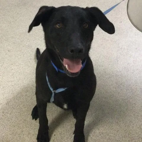 An adult large-sized male Labrador Retriever dog named Bruno for adoption in Riverside, CA