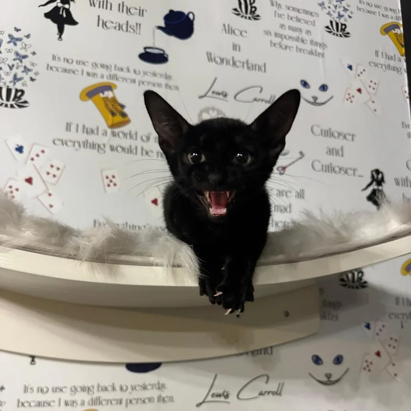 A young small-sized male Black Domestic Short Hair cat named Midnight for adoption in Austin, TX