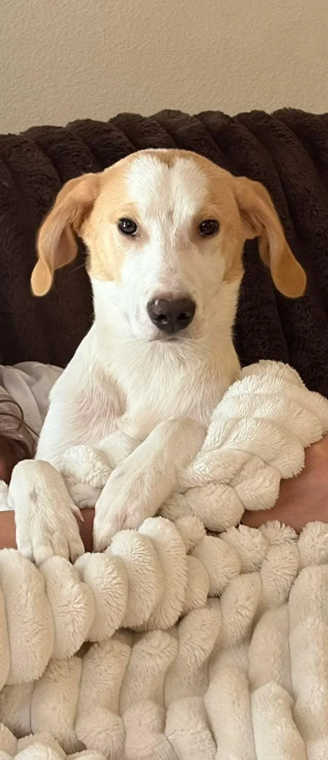 Tucker hound