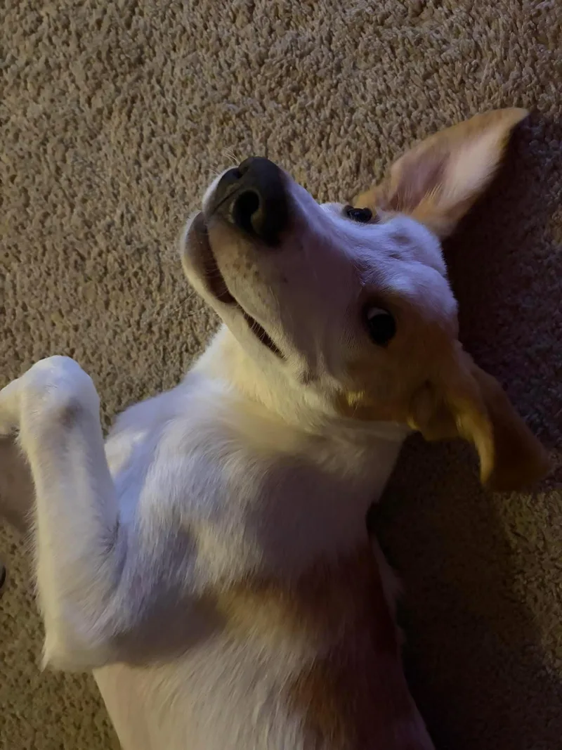Tucker  hound thumbnail 2