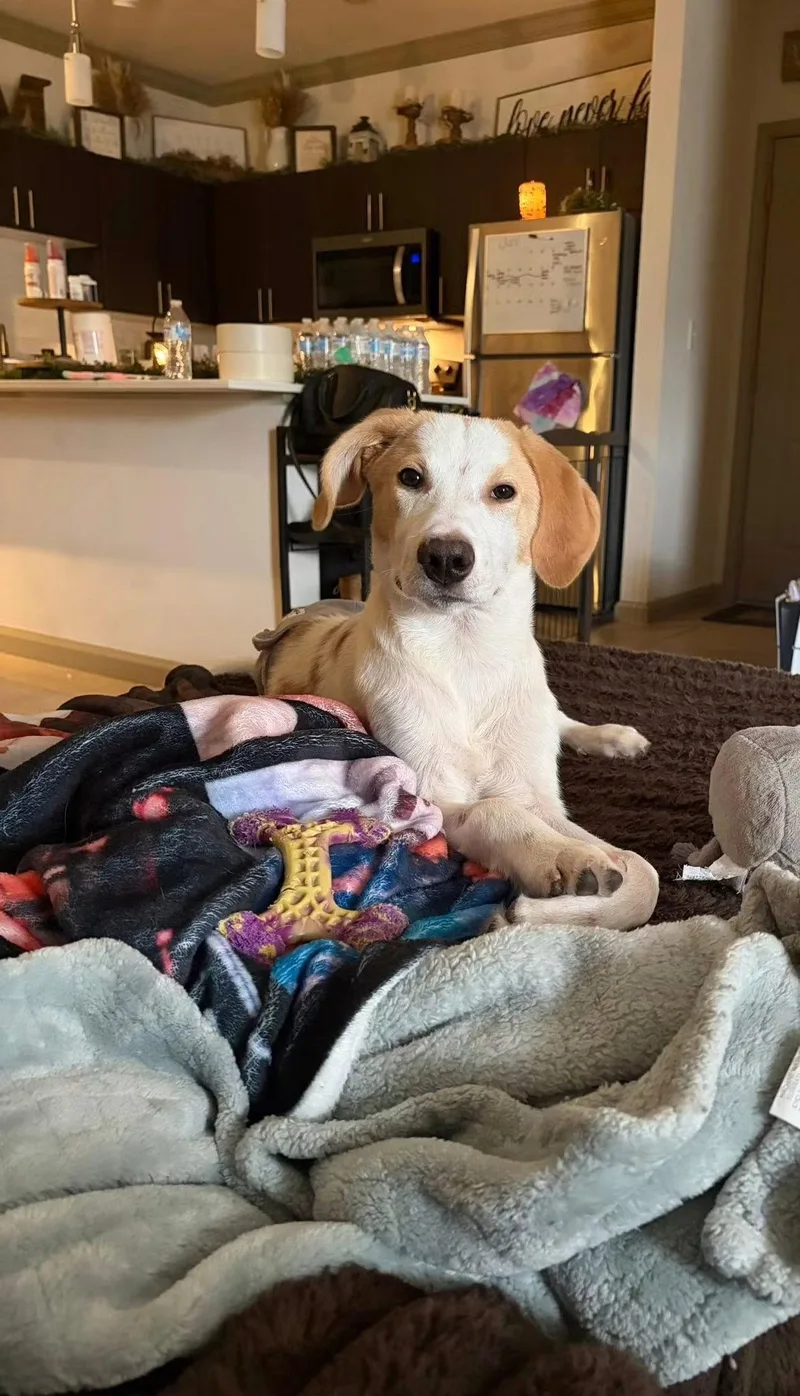 Tucker  hound thumbnail 3