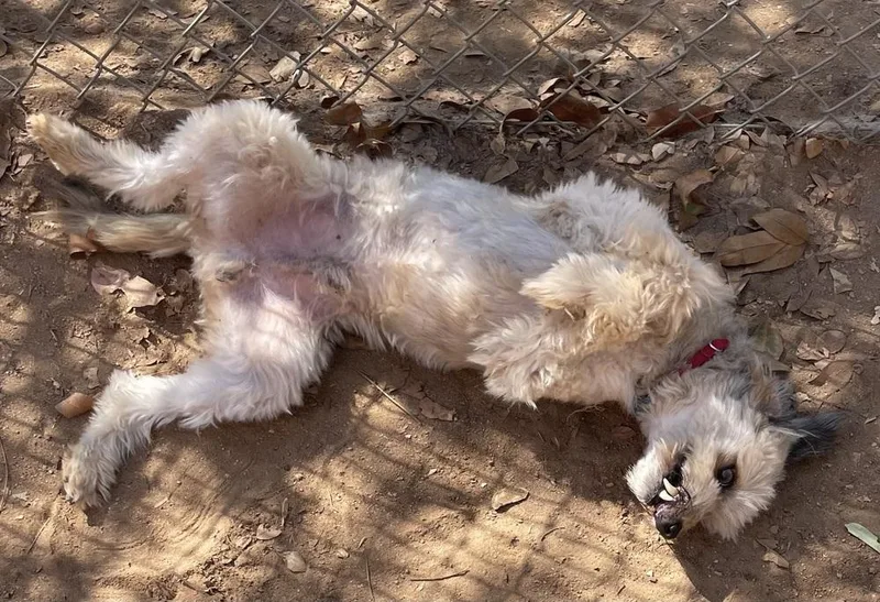 An adult medium-sized male Poodle dog named Pebbles for adoption in Bonita, CA
