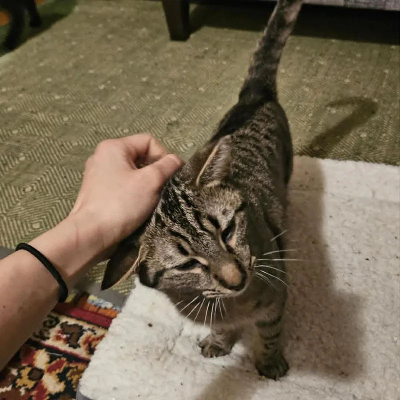 A young small-sized female Brown / Chocolate Domestic Short Hair cat named Holly Guests for adoption in Reisterstown, MD