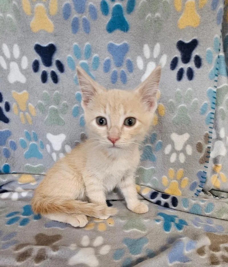 A baby small-sized male Domestic Short Hair cat named Taffy for adoption in Wabash, IN