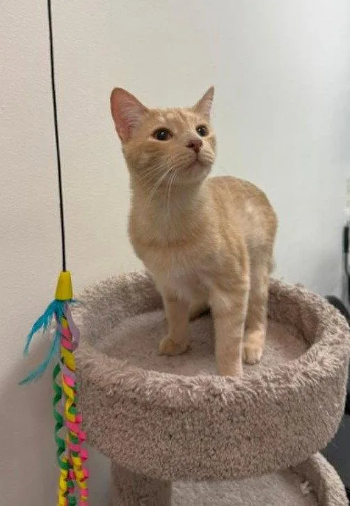 A young small-sized male Tabby (Orange / Red) Tabby cat named Cinnamon for adoption in Capshaw, AL