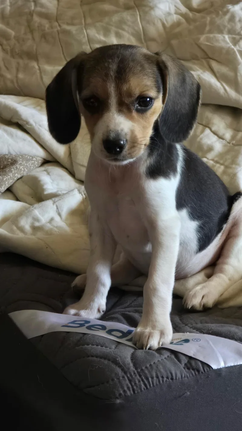 A baby small-sized female Beagle dog named Spicy for adoption in Overland Park, KS