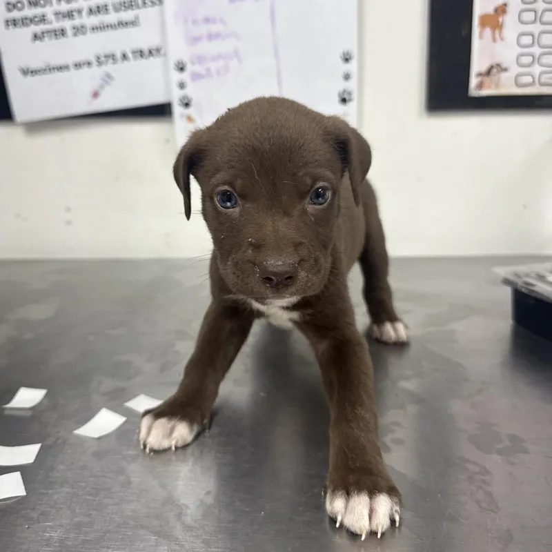 A baby small-sized female Brown / Chocolate Shepherd dog named Brewchata for adoption in Parrish, AL