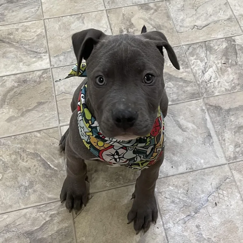 Sherlock Bones thumbnail 2