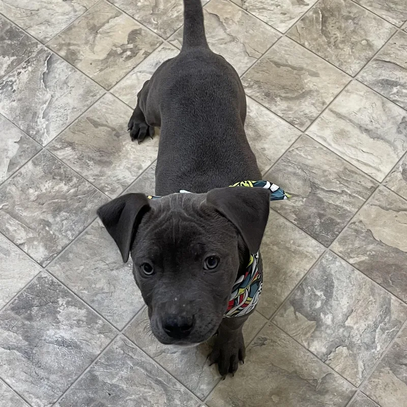 Sherlock Bones thumbnail 3