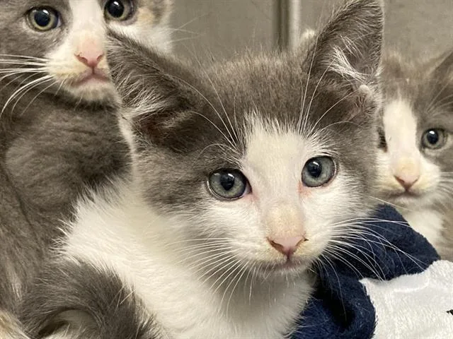 A baby small-sized female Domestic Medium Hair cat named Devera for adoption in Tustin, CA