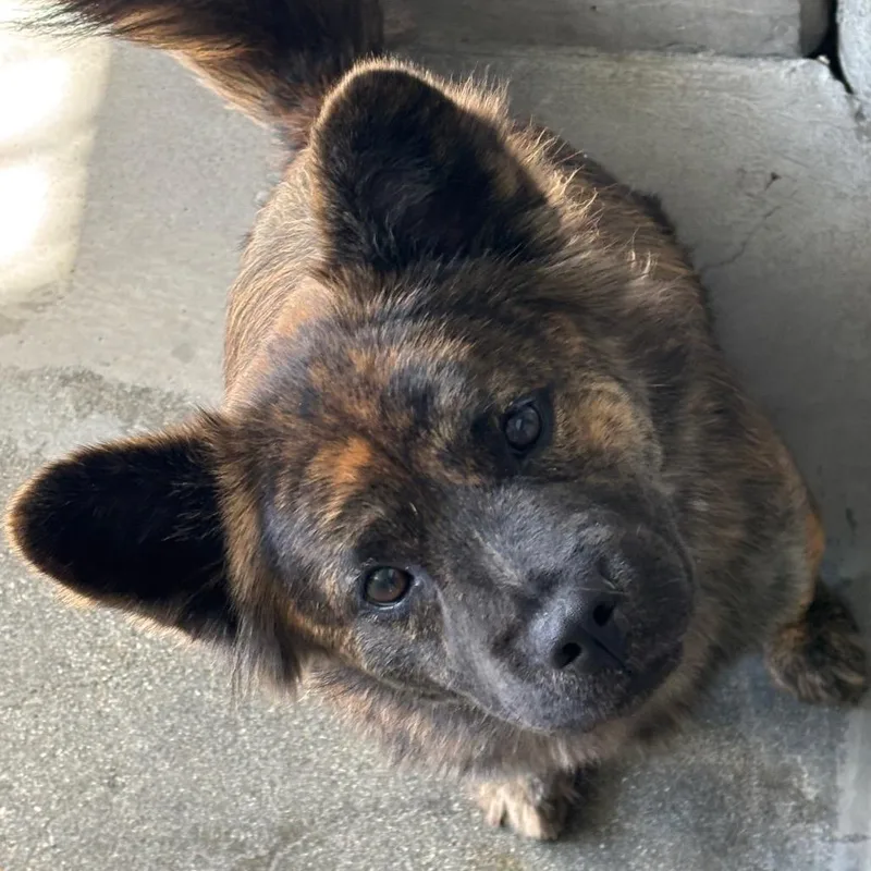 A young medium-sized female Black Dutch Shepherd dog named Tyra A for adoption in Mission Hills, CA