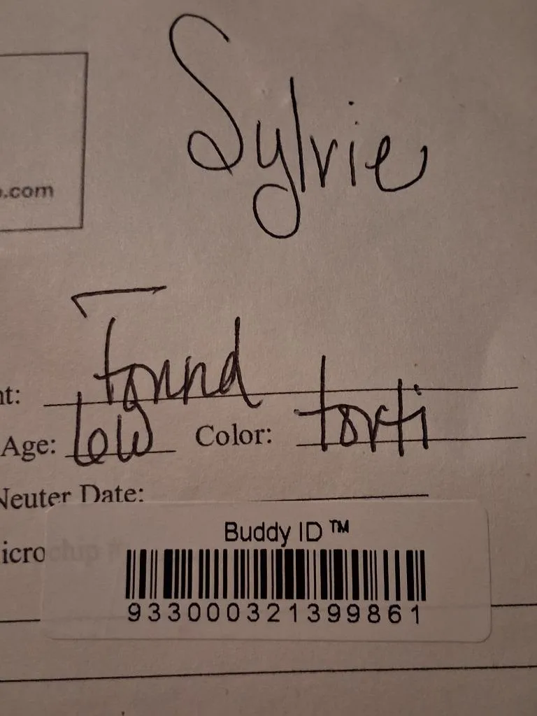 A baby small-sized female Domestic Short Hair cat named Sylvie for adoption in Olney, IL