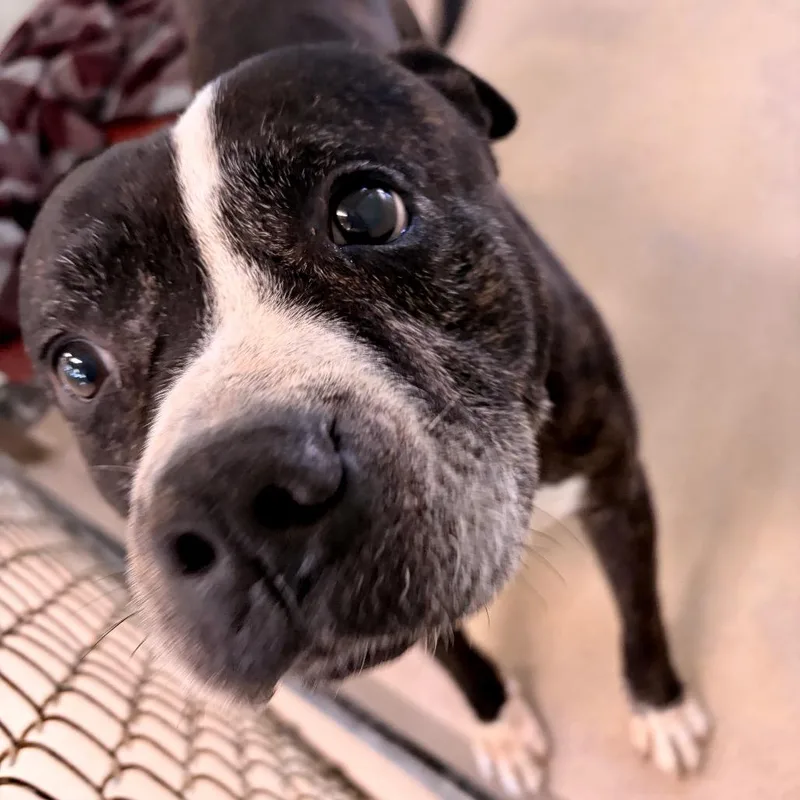 Max