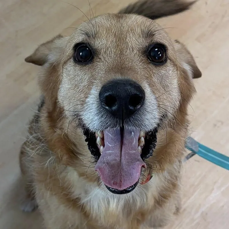 An adult medium-sized male Apricot / Beige Shepherd dog named Bear for adoption in Washington, PA