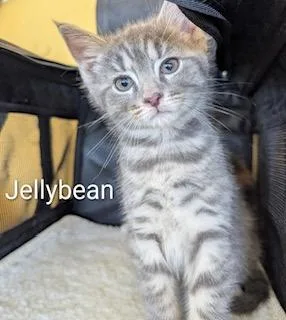 Jellybean thumbnail 2