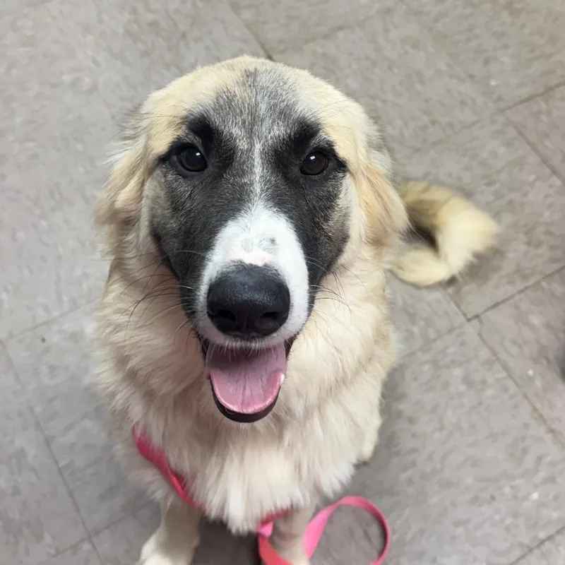 A young medium-sized female Apricot / Beige Anatolian Shepherd dog named Delilah Mae for adoption in Birmingham, AL