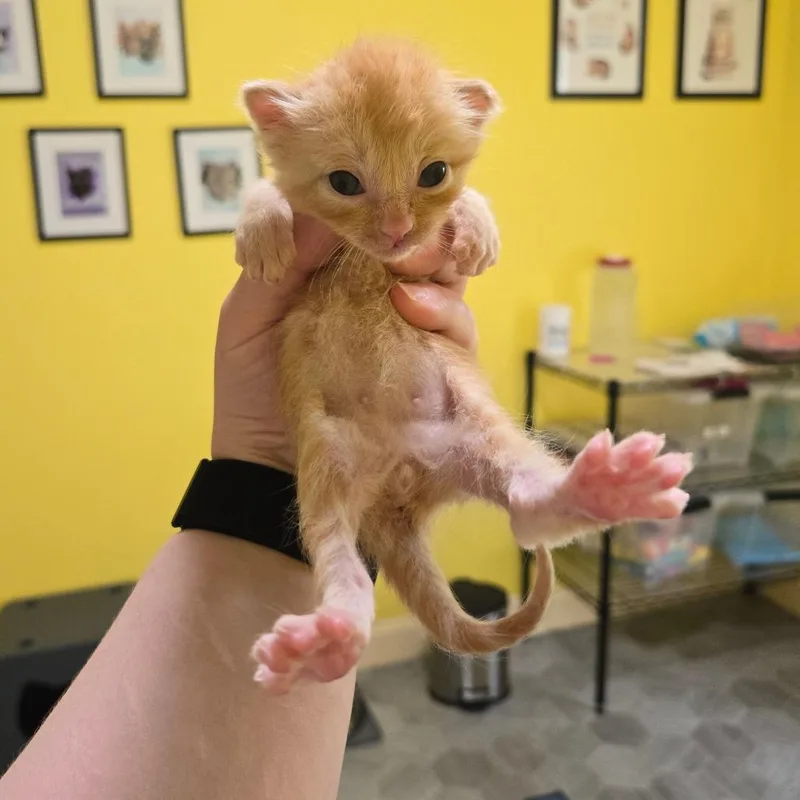 A baby small-sized male Orange / Red Domestic Short Hair cat named Woodsorrel for adoption in Brownsboro, AL