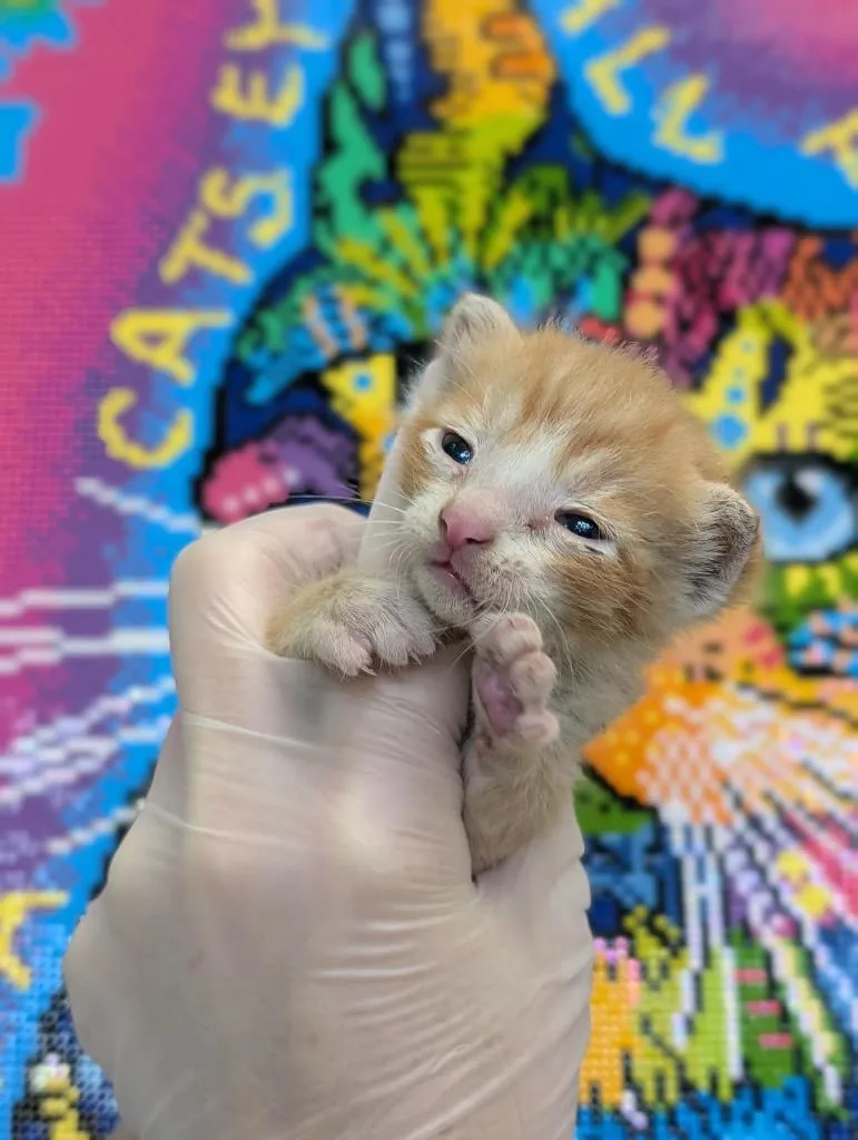 A baby medium-sized male Domestic Short Hair cat named Bart for adoption in New Braunfels, TX