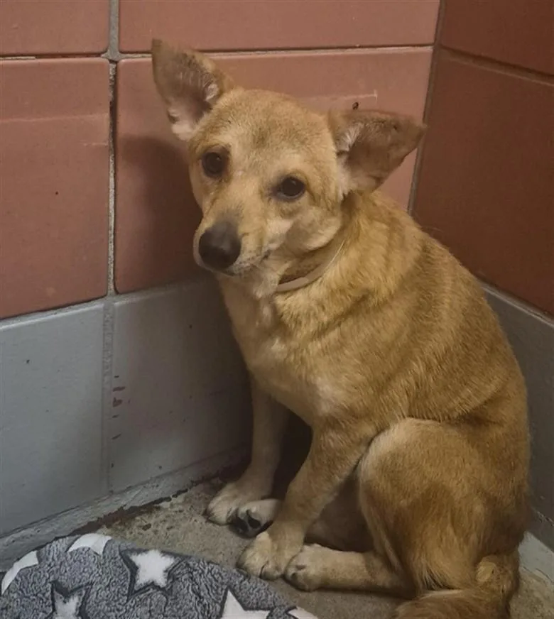 An adult medium-sized male Chihuahua dog named Cliff for adoption in Houston, TX