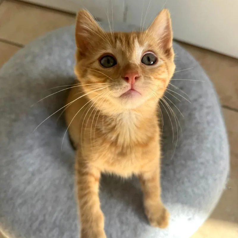A baby small-sized male Orange / Red Domestic Short Hair cat named Melman for adoption in Costa Mesa, CA