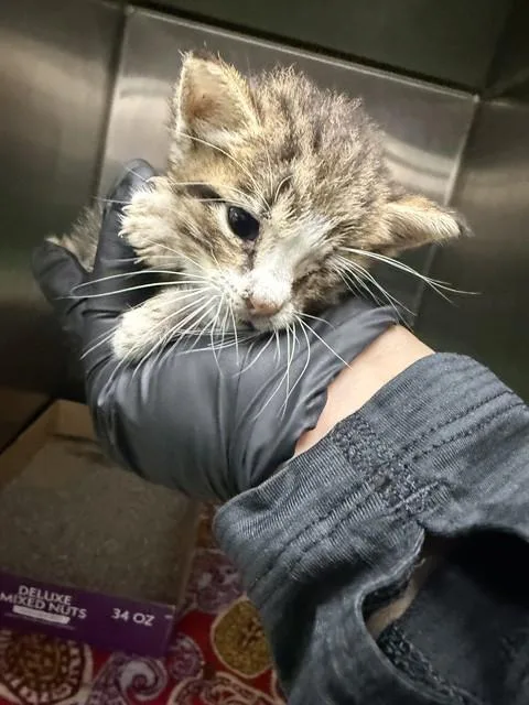 A baby small-sized male Domestic Short Hair cat named A for adoption in Pasadena, TX