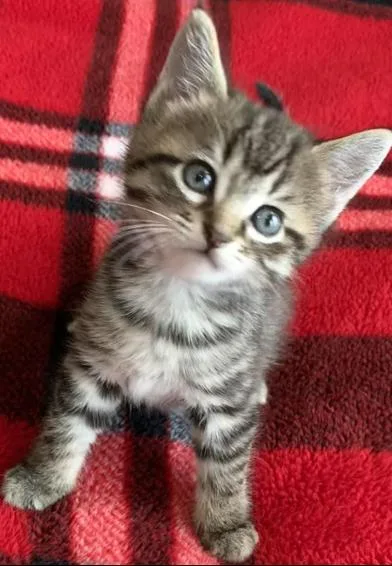 A baby small-sized female Tabby (Gray / Blue / Silver) Domestic Short Hair cat named Harper for adoption in Liverpool, TX