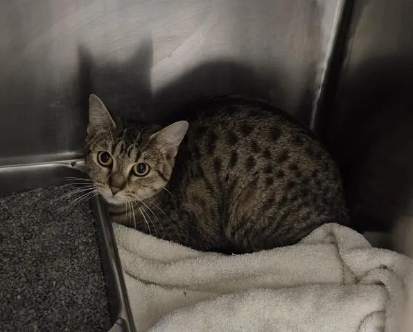 A young small-sized female Domestic Short Hair cat named Carmen for adoption in Decatur, IL