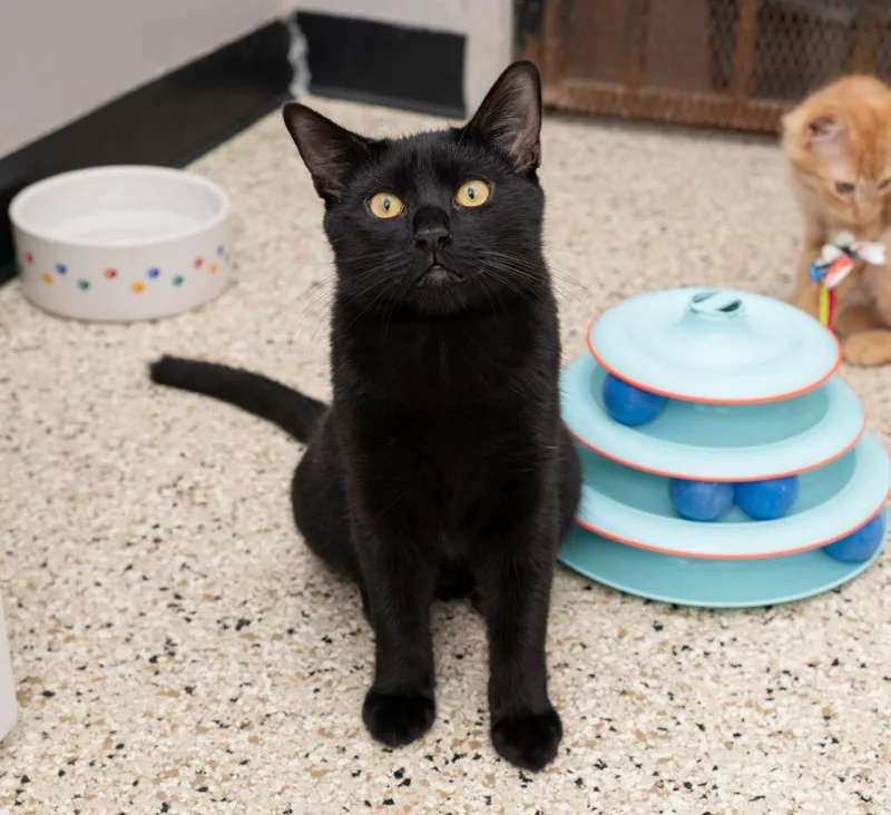 A baby small-sized male Domestic Short Hair cat named Stormy for adoption in Los Angeles, CA