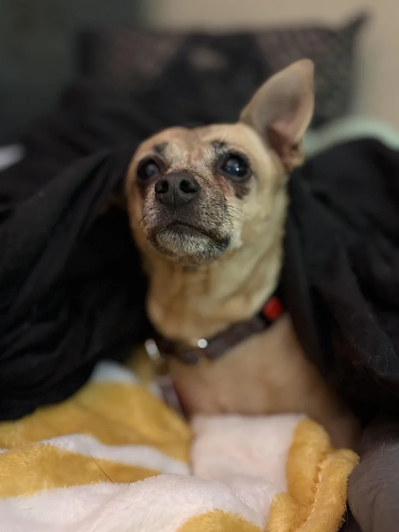 An adult small-sized female Chihuahua dog named Mindy for adoption in Brooklyn, NY
